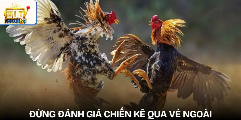 sai lam thuong gap khi cuoc da ga qua viec danh gia qua ve be ngoai