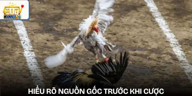 sai lam thuong gap khi cuoc da ga tim hieu ky ve nguon goc giong ga